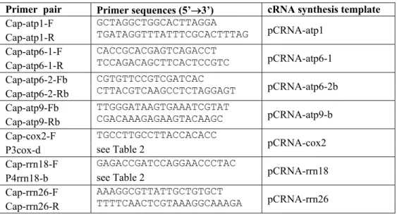 Table 3: Primers used for cRNA synthesis template construction. 