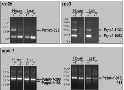 Figure 11: 5’-RACE analysis of the mitochondrial rrn18, rps3 and atp6-1 transcripts. Amplified products  were separated on agarose gels alongside molecular weight markers; sizes are given in nucleotides (marker lane  not displayed)