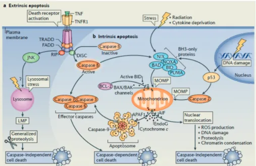 Figure 2.5: The extrinsic and intrinsic mechanism of apoptosis. AIF denotes apoptosis-inducing factor, APAF-1 apoptotic protease-activating factor1, BAK BCL-2 antagonist or killer, BAX  BCL-2-associated X protein, BCL-2 b-cell lymphoma protein 2, BH3 BCL-2