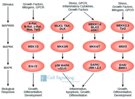 Figure 2.6: Overview of the MAPK system. ASK 1 denotes apoptosis signal-regulating kinase 1, BMK big MAPK kinase, DLK1 delta-like 1, ERK extracellular-signal regulated kinase, GPCR G protein-coupled receptor, JNK c-Jun N-terminal kinase, MAPK mitogen-activ