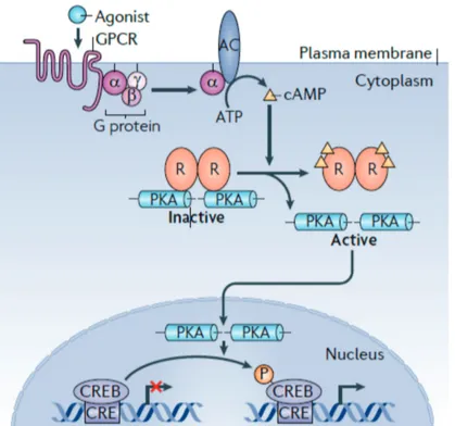 Figure 2.7: Overview of the PKA-CREB-Pathway. AC denotes adenylyl cyclase, cAMP cyclic AMP, CRE/CREB cAMP-responsive element (CRE)-binding protein, GPCR G protein-coupled receptors, PKA protein kinase A and R regulatory subunits of PKA ( Altarejos et al., 