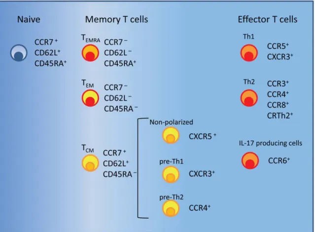 Fig. 1.1 Surface markers of naive, memory and effector T cells. Each subset preferentially expresses some  chemokines receptors and lymph node homing receptors (see text).  