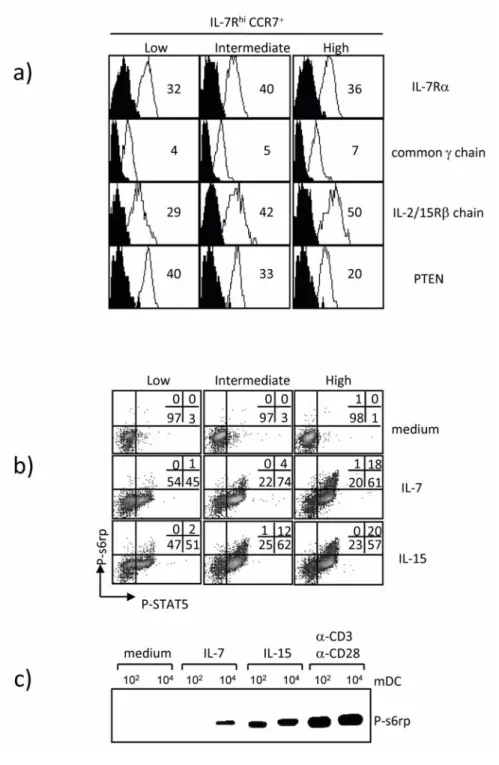 Figure 4.4 A strong TCR stimulation licenses the IL7Rα to trigger s6 kinase activity. (a) CFSE low IL7R hi CCR7 +  cells obtained after 7 days from low-, intermediate- or high-stimulated cultures were purified  and analyzed for cytokines receptor and PTEN 