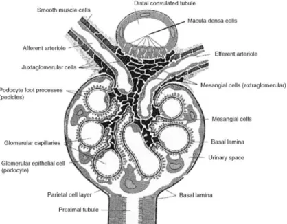 Figure 1: Schematic representation of a glomerulus. 