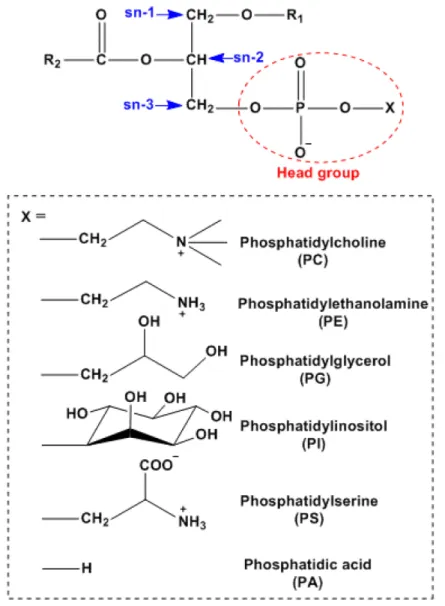 Figure  7. Structure of glycerophospholipids (GPLs). GPLs consist of a glycerol  backbone, a polar head group, and two fatty acid tails (R1 and R2)