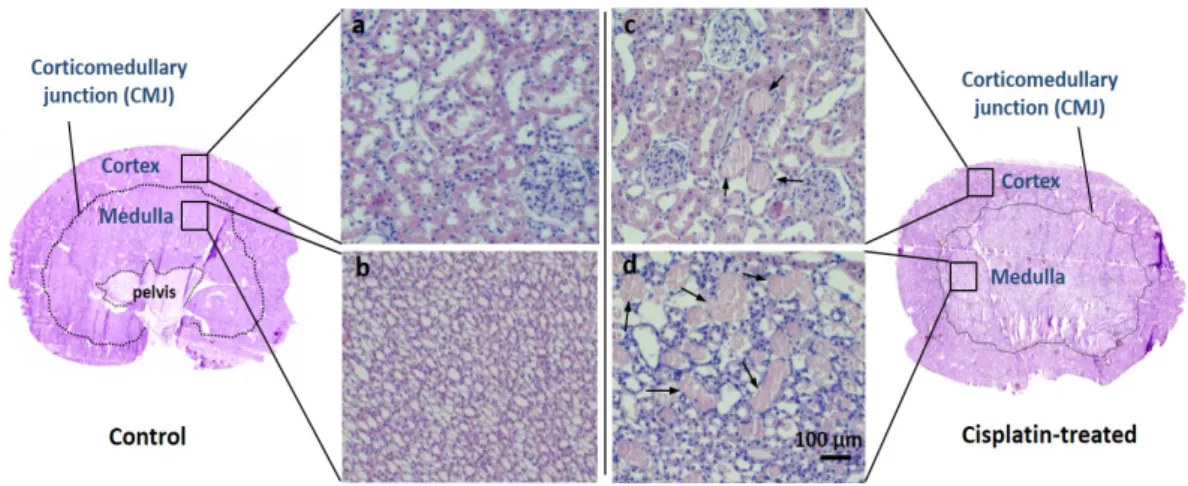 Figure 9. Microscope images for hematoxilin-eosin stained kidney sections showing  the morphology of renal cortex and medulla from control (a and b) and  cisplatin-treated (c and  d) rats