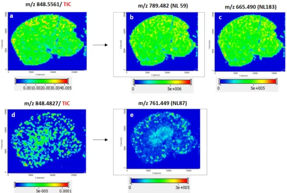 Figure 15. Fragment ion imaging shows similar tissue distribution of precursor and  fragment ion