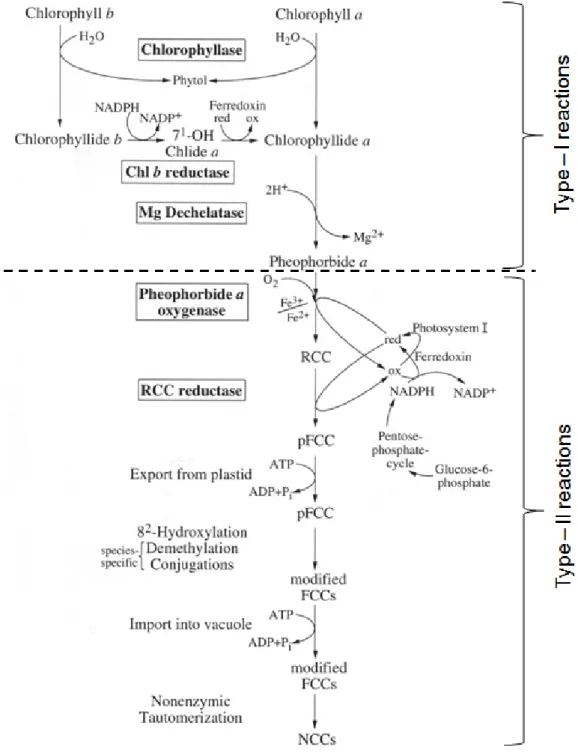 Fig. 4: Detailed reaction mechanism of the Chl degradation pathway showing the  enzymes and cofactors involved in each step (Brown et al., 1991)