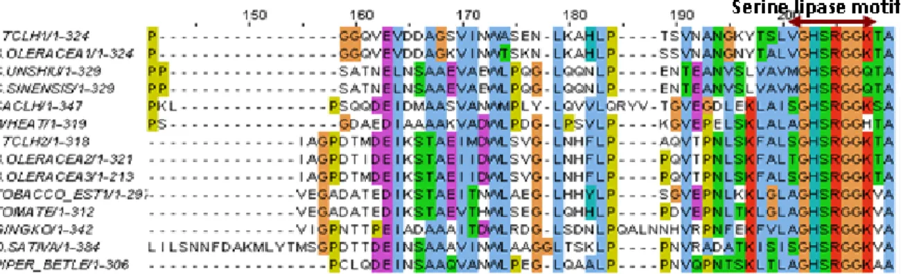 Fig. 5: Alignment of aa sequences of Chlases isolated from different plant sources. 