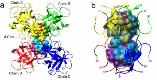Fig. 7: Overall structure of the tetrameric WSCP-Chl complex and Chl-binding cavity. a,  the  protein  moiety  (WSCP)  is  shown  in  a  ribbon  model  and  Chl  molecules  in  a   Corey-Pauling-Koltun model