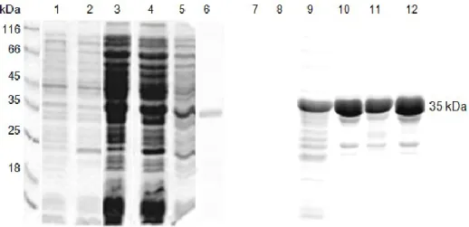 Fig. 9: Coomassie staining of SDS-PAGE (lanes 1 – 6) and western blot analysis   (lanes 7 – 12) of recombinant and purified His-CcChlase:  