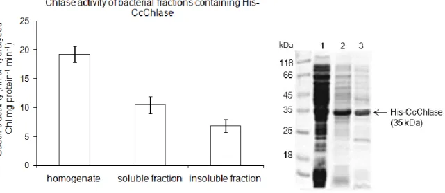 Fig. 12: Enzyme assays of Chlase performed with different cellular fractions of E. coli  containing His-CcChlase (soluble, insoluble and cellular homogenate - each 100 µg)