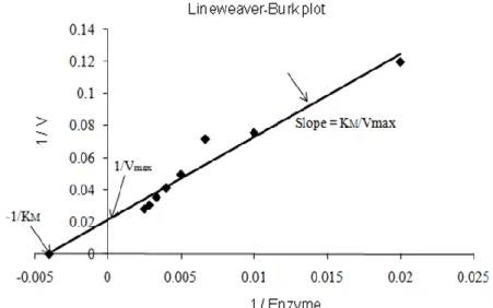 Fig.  17:  Lineweaver-Burk  plot:  Effect  of  enzyme  concentration  on  His-CcChlase  activity