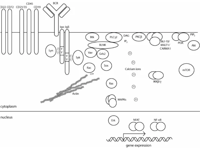 Figure 2: Overview of BCR-signaling. See text for details (modified from Monroe, 2006)