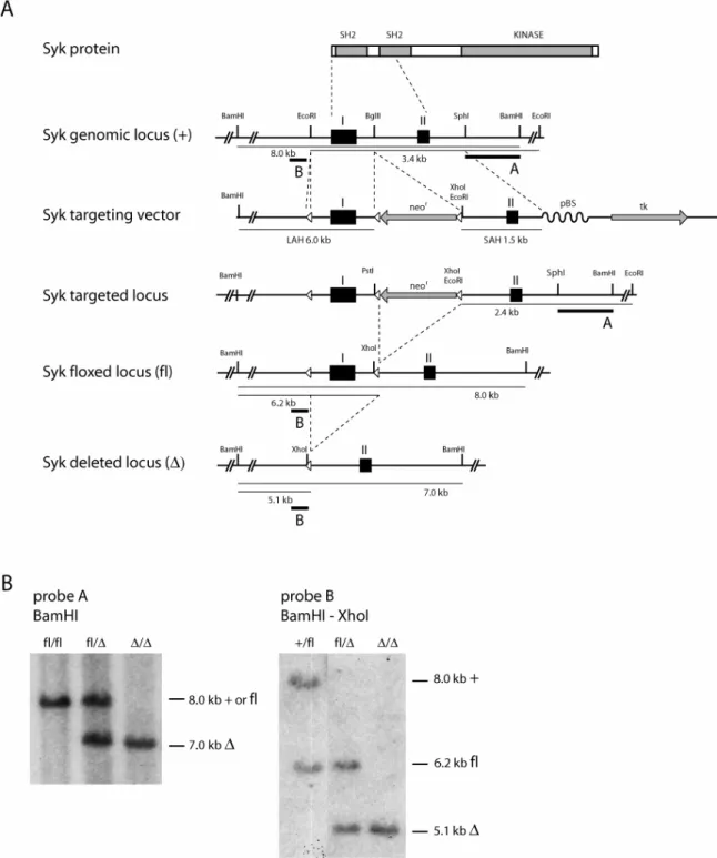 Figure 4: Conditional Syk inactivation in mice. A. Gene targeting strategy for  conditional Syk inactivation