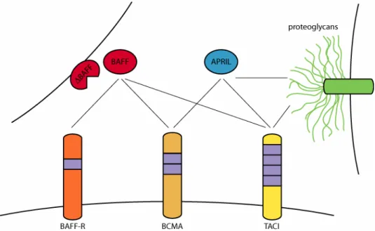 Figure 5: The BAFF protein family. Ligands BAFF, ∆BAFF and APRIL are shown  together with the receptor proteins BAFF-R, BCMA and TACI as well as the  proteoglycan moiety of other cell surface-expressed proteins