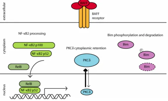 Figure 6: BAFF-induced changes in cellular signaling. BAFF binding to its receptor  induces NF-κB activation by enhancing the processing of NF-κB2 p100 to mature p52  which regulates gene transcription in conjunction with RelB