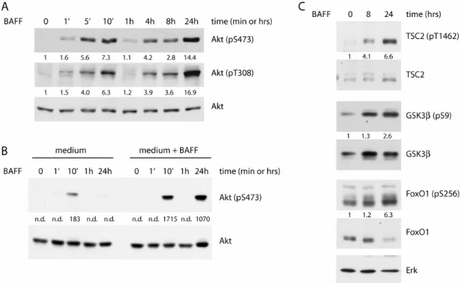 Figure 11: BAFF activates the Akt signal transduction pathway. A. BAFF-induced Akt  phosphorylation on S473 and T308 was measured by immunoblot analysis using the  respective phospho-specific antibody (top panel)