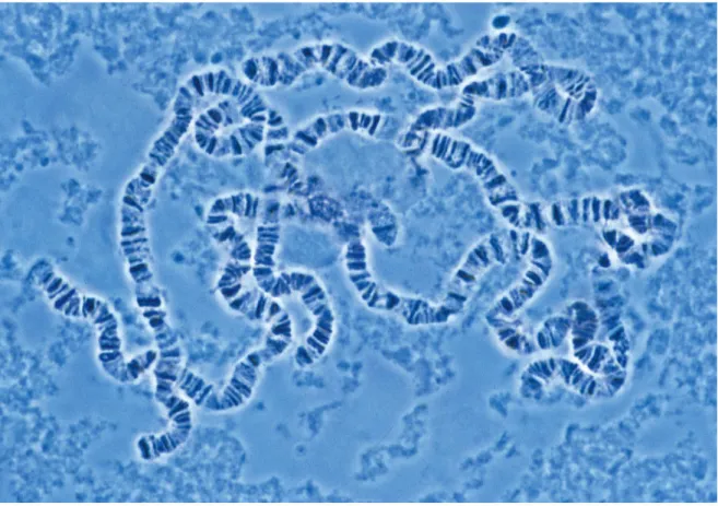 Fig. 6. Polytene chromosomes from Drosophila salivary glands. (The Cell, 4 th  Edition, Fig