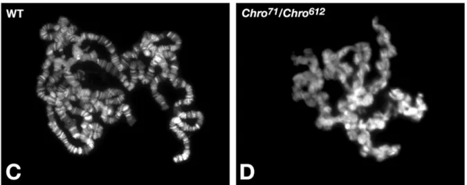 Fig.  9  Localization  of Chriz in mutant polytene chromosomes.  Polytene chromosome  preparations from third-instar larvae were labeled with Hoechst to visualize the chromatin