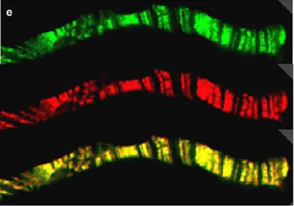 Fig. 12. Z4 and Chriz colocalize on polytene chromosomes; top: Z4 (green); middle: Chriz  (red); bottom: colocalization is demonstrated by the yellow color resulting from the overlay  of both wavelengths (Gortchakov et al