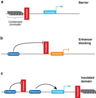 Figure 13.    Insulators block enhancer and silencer elements in a position-dependent  manner