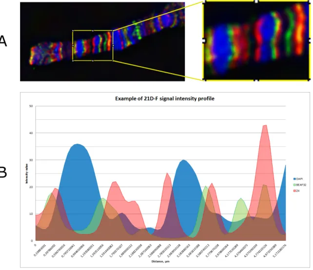 Fig. 17. Quantitative image analysis: Signal intensity profile recorded from 21F-D locus