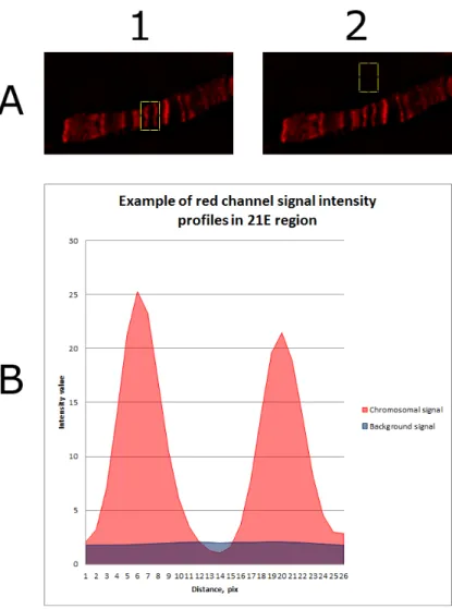 Fig. 18. Quantitative image analysis: Example of image background subtraction. A – Image  used for quantification;  1 –  example of chromosomal area selection; 2 –  example of  selection area out of chromosome