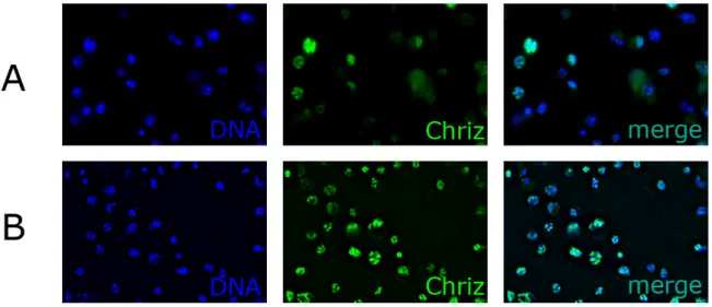 Fig. 21. Chriz RNAi in S2 cells resulted in 80% knockdown efficiency. IIF staining of S2 cells