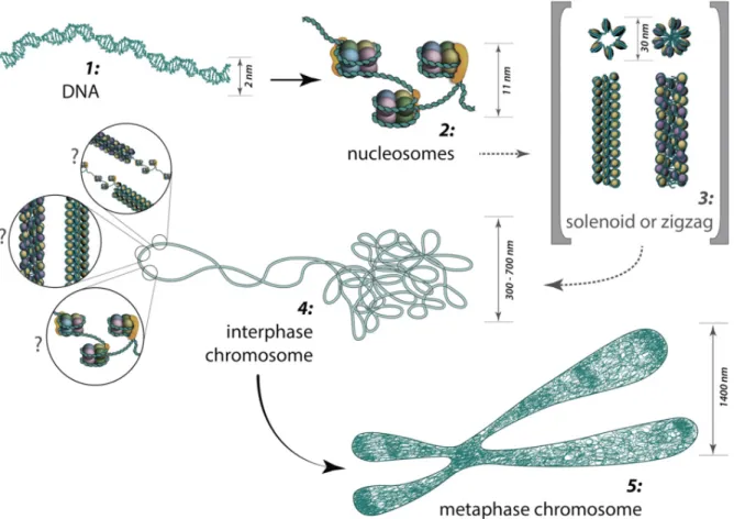Figure 3. From DNA to metaphase chromosome: The major structures in DNA compaction. 