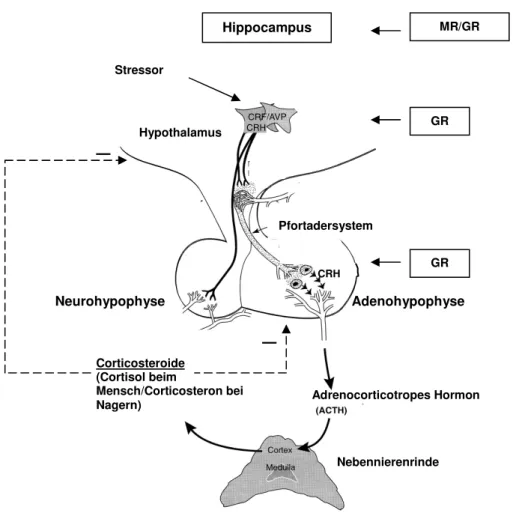 Abb.  1:  Schematische  Darstellung  der  HPA-Achse:  Corticotropin  Releasing  Hormon  (CRH)  und  Arginin-Vasopressin  (AVP)  werden  aus  dem  Hypothalamus  in  das   thalamisch-hypophysäre Pfortadersystem entlassen