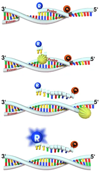 Abb. 5: Prinzip der TaqMan-PCR; adaptiert nach Schild, Th. A. (83)                (T) Taq-Polymerase                (R) Reporter                (Q) Quencher  3‘  5‘ 3‘  5‘ 3‘ 5‘ 3‘ 5‘ 