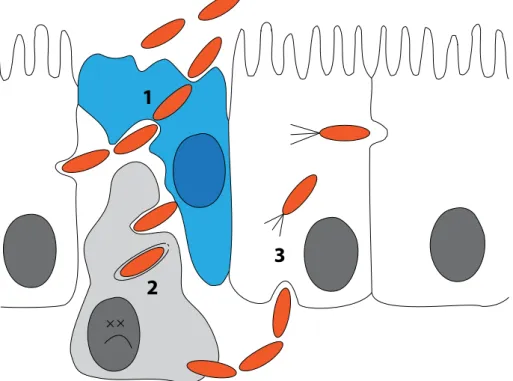 Figure 1.1: Early steps in Shigella flexneri infection. Bacteria (orange) traverse the epithelial cell line (white) through M-cells (blue, 1) where they encounter macrophages (grey)