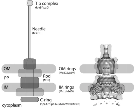 Figure 1.4: Shigella flexneri needle complex scheme and model. Left: Schematic of the T3SS embedded in the bacterial envelope, denotations for constituent proteins are given in brackets