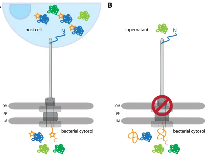 Figure 1.6: Monitoring secretion with engineered effectors.(A) Schematic of secretion with labeled effec- effec-tors (blue molecule with star) that can be transported into the host