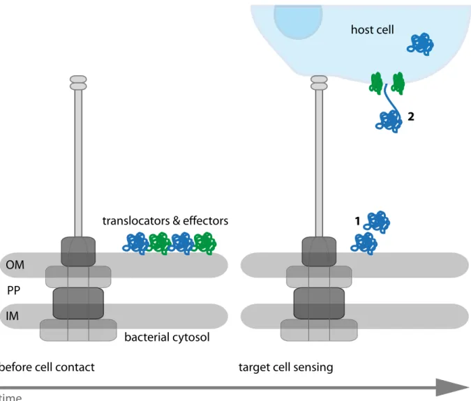 Figure 1.7: Model of protein translocation in distinct steps. Bacterial translocators and effectors are stored on the bacterial cell wall and released only upon host cell contact (1)