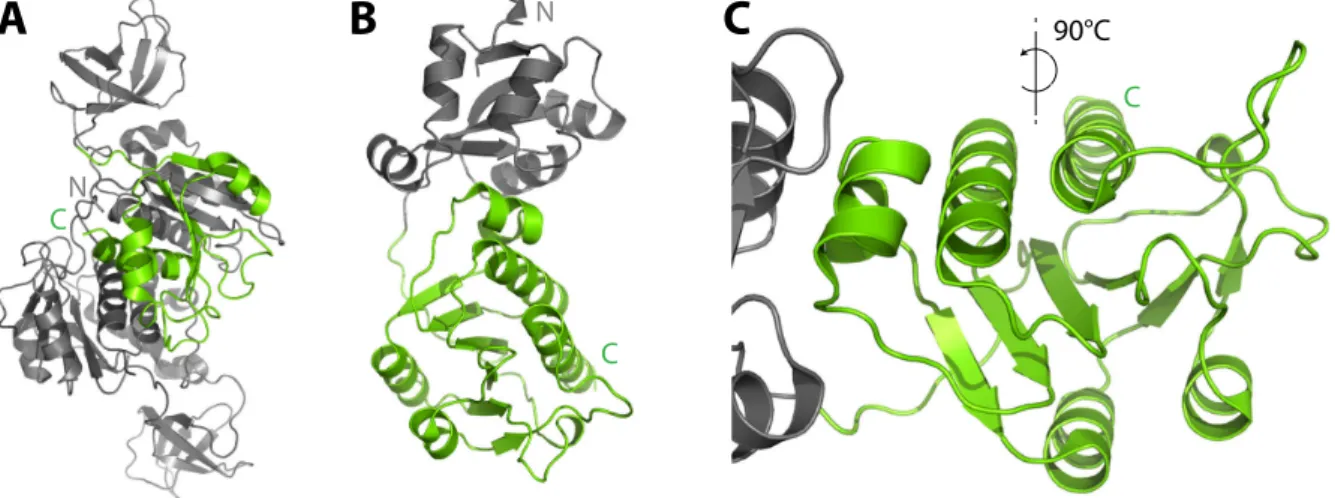 Figure 2.1: 3D structures of the knotted proteins. Full length structural data of Knot 1 (A) and Knot 2 (B) with the trefoil-knot domains highlighted in green