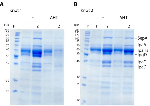 Figure 2.3: Secretion assay of ∆ ipaB with Knot 1 and Knot 2. Bacterial supernatants were analyzed by Coomasssie stain before (1) and after (2) induction time points (TP)