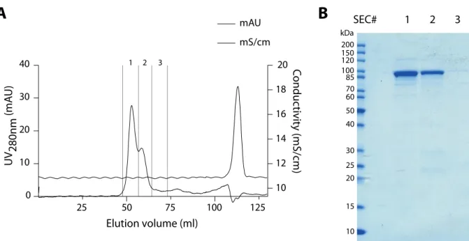 Figure 2.4: Size-exclusion chromatography and analytical SDS PAGE/Coomassie of recombinant IpaB-Knot