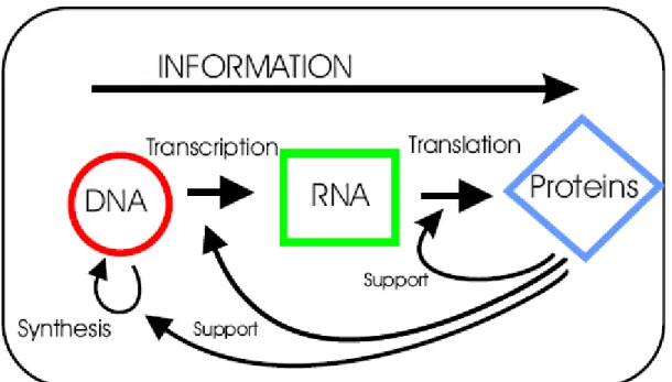 Figure 2.1: From DNA to mRNA to protein. Image taken from  (Futschik, 2003). 