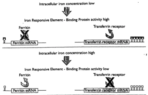 Fig. 2 Schematic presentation of the interaction between the iron- this interaction. Depending on the intracellular iron concentration responsive element and the iron binding protein and the effects of either ferritin or the transferrin receptor is produce