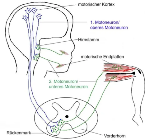 Abbildung 1: Schematische Darstellung des motorischen Systems. Das motorische System steuert  willkürliche Muskelbewegungen wie z.B