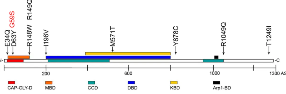 Abbildung 5: Schematische Darstellung der Lage der zu untersuchenden Mutationen in  p150 Glued 