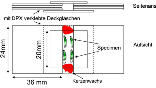 Abbildung 7: Schemazeichnung eines Objektträgers für die Messung des axonalen Transports