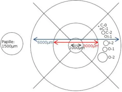 Abbildung 5: Grid-Vorlage. Der linke Kreis stellt den Durchmesser des Sehnervenkopfes/der Papille dar,   es  werden  jeweils  die  Durchmesser  der  Kreise  beschrieben
