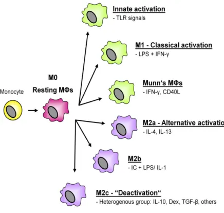 Figure  5:  Macrophages  as  versatile  effector  cells.  Depending  on  the  stimulus,  resting  macrophages  are  either  polarised to  M1  macrophages or different  subtypes of  M2 macrophages and thus fulfill different  functions upon  stimulation