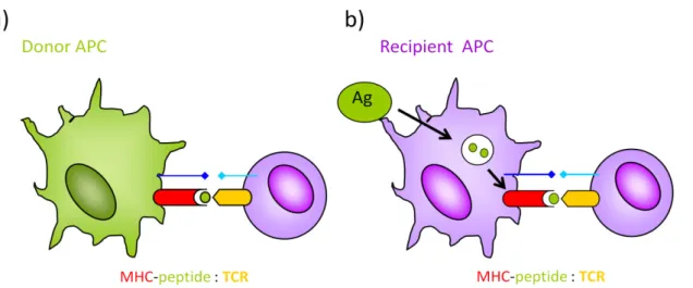 Figure 8: Direct (a) and indirect (b) pathways of antigen presentation 