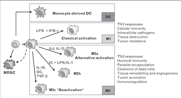 FIGURE 1. Classification of macrophage polarisation states. M1-polarised macrophages are induced by lipopolysaccharide and IFN-g stimulation
