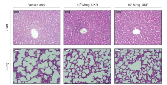 Figure 3  Histopathological survey of tissues from human regulatory macrophages (Mreg_UKR)-treated NMRI-nude mice