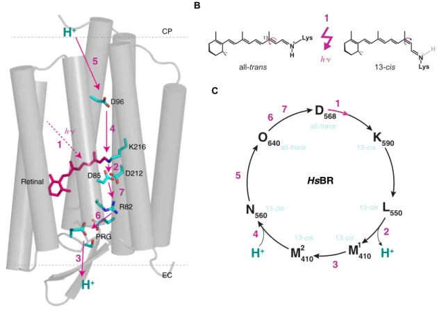 Figure 1.3.2 Mechanism and photocycle of  bacteriorhodopsin. (A) Structure and proton transport steps  in Halobacterium salinarum bacteriorhodopsin (HsBR)